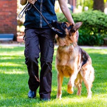 Image for K9 Elite with ID of: 5829465