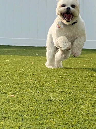 Image for The Madison Dog Resort & Spa with ID of: 5830366