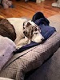Image for The Madison Dog Resort & Spa with ID of: 5830368