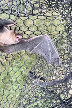 Image for ABSOLUTE PEST CONTROL with ID of: 5830468