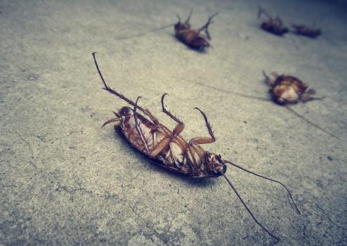 Image for Murfreesboro Pro Pest Service with ID of: 5838236