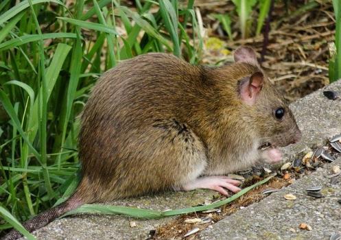 Image for Topline Pest Control Ltd with ID of: 5840032