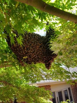 Image for Pestline Pest Control with ID of: 5842073