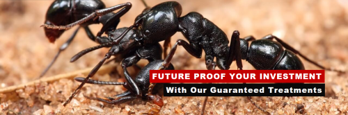 Image for Pestline Pest Control with ID of: 5842077