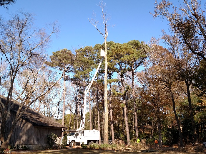 Image for Palmetto Tree Service with ID of: 5842517