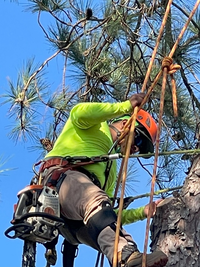 Image for Palmetto Tree Service with ID of: 5842518