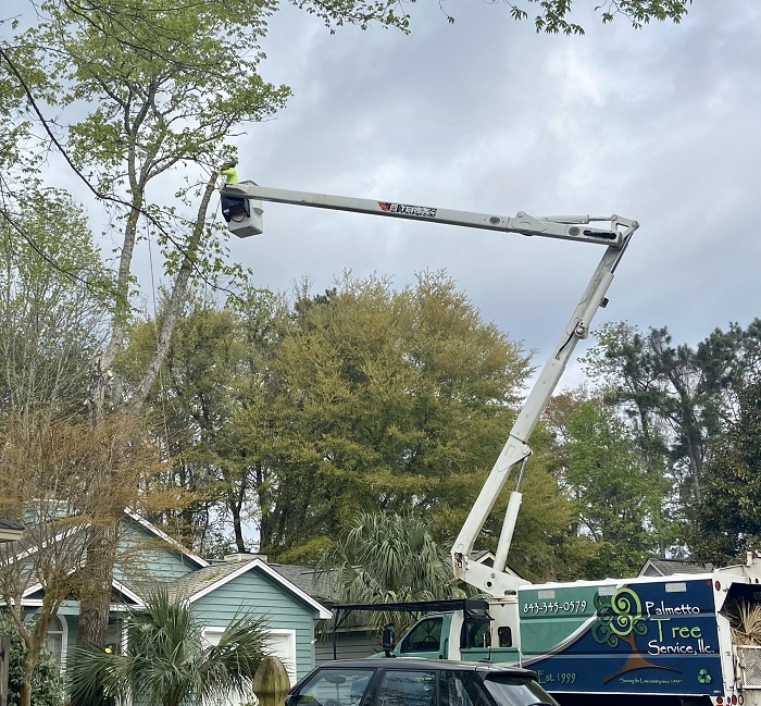 Image for Palmetto Tree Service with ID of: 5842519