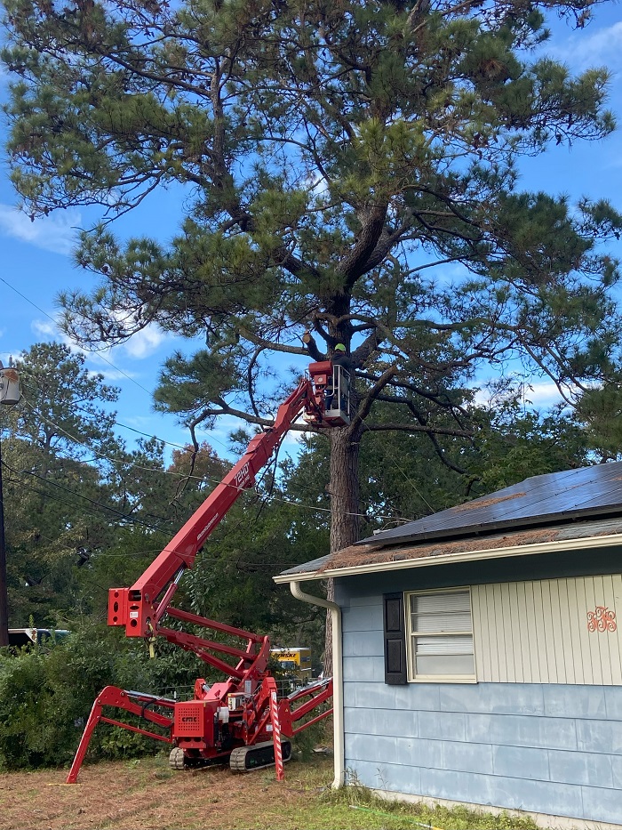 Image for Palmetto Tree Service with ID of: 5842521