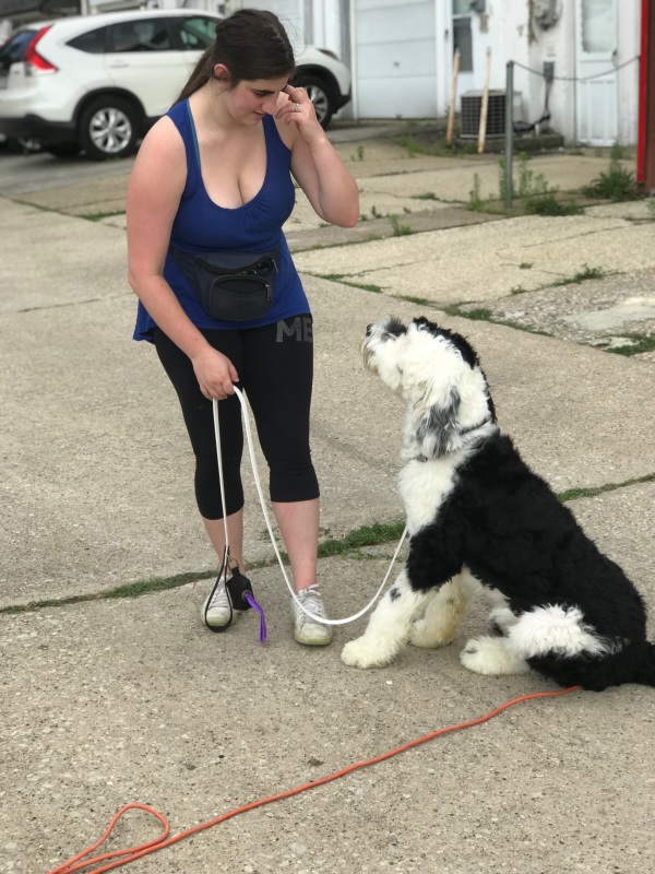 Image for Lightpaws Dog Training with ID of: 5843873