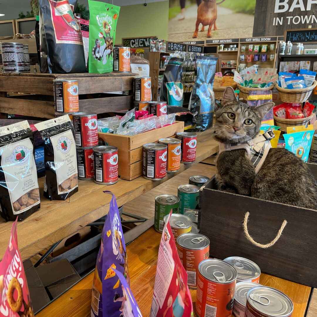 Image for Mutts & Co. with ID of: 5845457