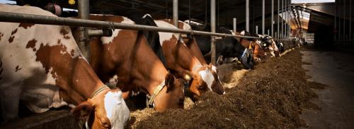 Image for Kaasboerderij Captein with ID of: 5852615