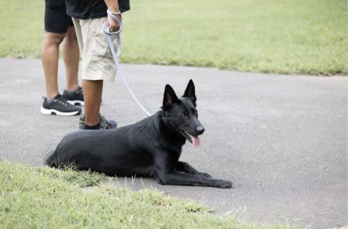 Image for Merritt Dog Training with ID of: 5861430