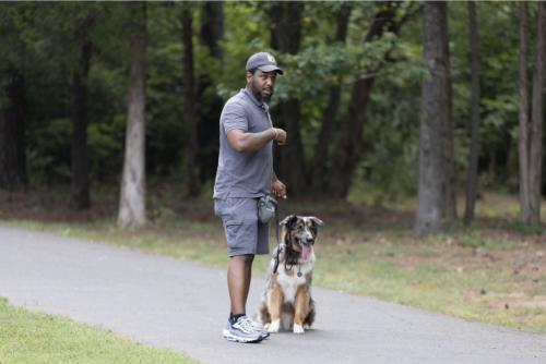 Image for Merritt Dog Training with ID of: 5861431