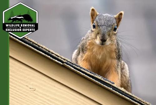 Image for Wildlife Removal & Exclusion Experts, Inc. with ID of: 5866588
