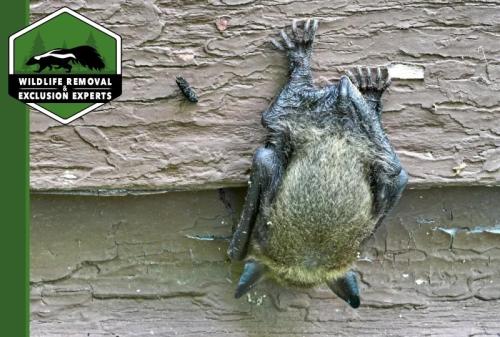 Image for Wildlife Removal & Exclusion Experts, Inc. with ID of: 5866589