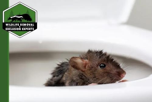 Image for Wildlife Removal & Exclusion Experts, Inc. with ID of: 5866590