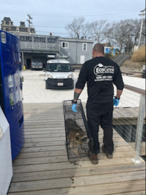 Image for EcoGeek Pest Control Cape Cod with ID of: 5868586