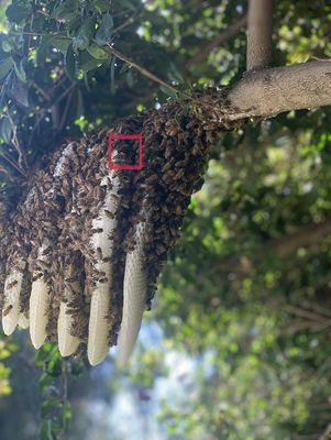 Image for Family Bees Eco-Friendly Bee Removal with ID of: 5873772