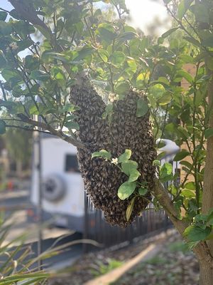 Image for Family Bees Eco-Friendly Bee Removal with ID of: 5873777