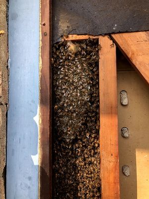 Image for Family Bees Eco-Friendly Bee Removal with ID of: 5873778