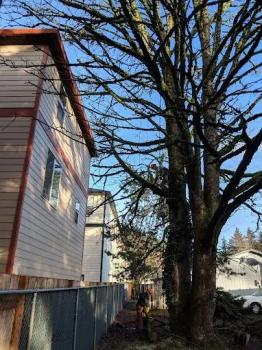 Image for Aspen Tree Service, LLC with ID of: 5874470
