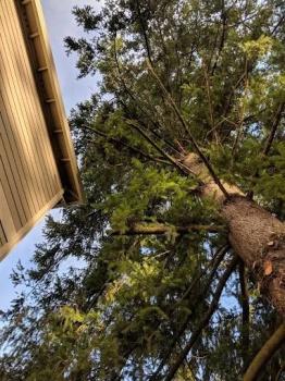 Image for Aspen Tree Service, LLC with ID of: 5874472