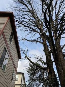 Image for Aspen Tree Service, LLC with ID of: 5874473