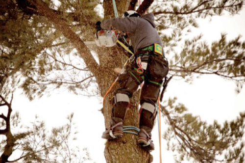 Image for Bridgewater Tree Farm Inc. with ID of: 5878710