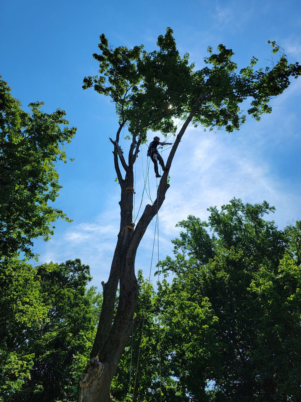 Image for Alpine Tree Service with ID of: 5878766