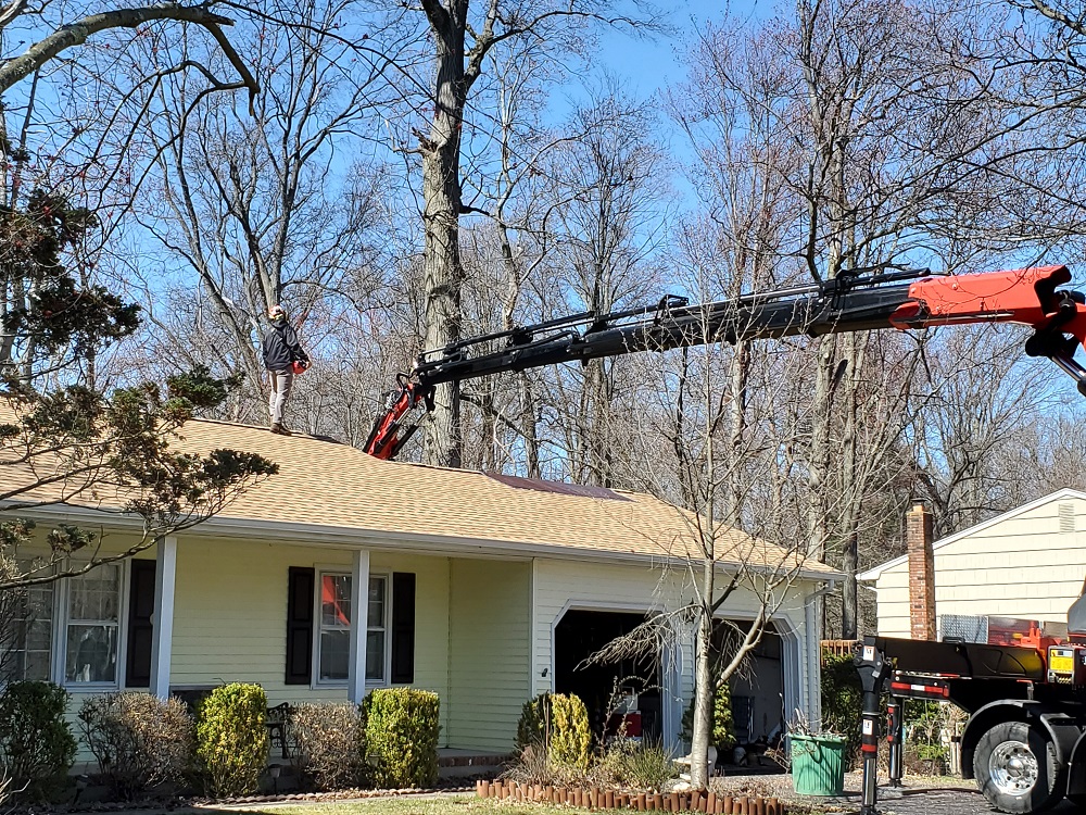 Image for Alpine Tree Service with ID of: 5878768
