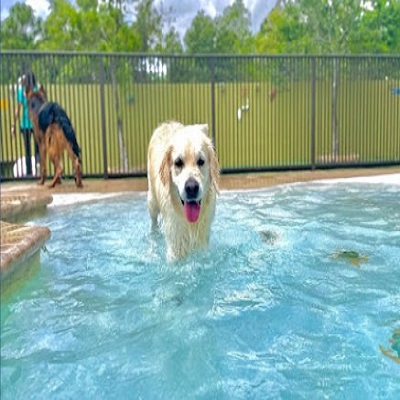 Image for Lush Dog Resort with ID of: 5879039