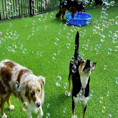 Image for Lush Dog Resort with ID of: 5879042