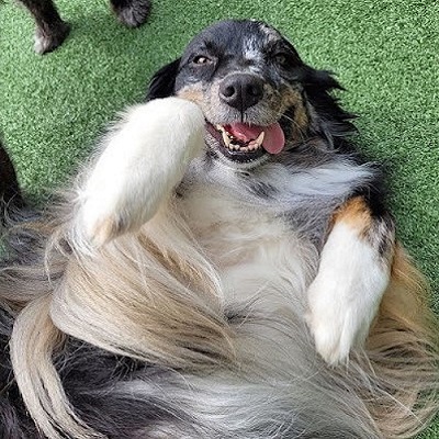 Image for Lush Dog Resort with ID of: 5879043