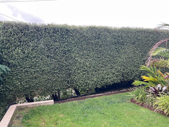Image for Lawn Link with ID of: 5880294