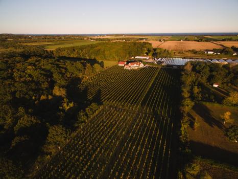 Image for Sannino Vineyard with ID of: 5882605