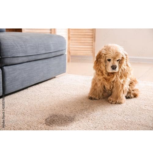 Image for Arlington VA Carpet Cleaning with ID of: 5887153