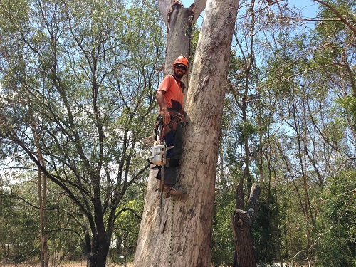 Image for Ecological Tree Services with ID of: 5890394