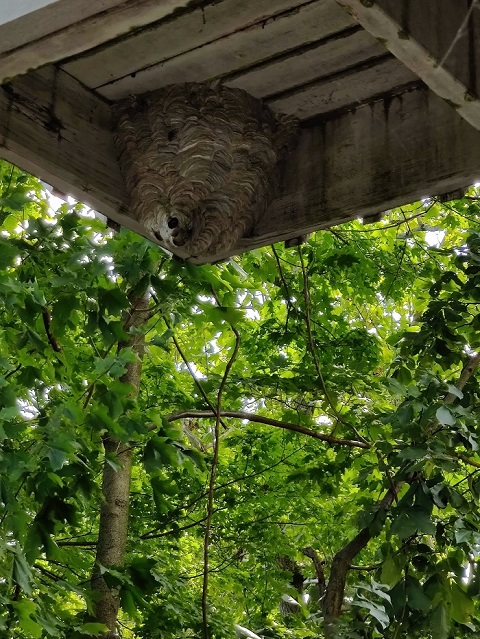 Image for Bug Runner Exterminating Co with ID of: 5891080