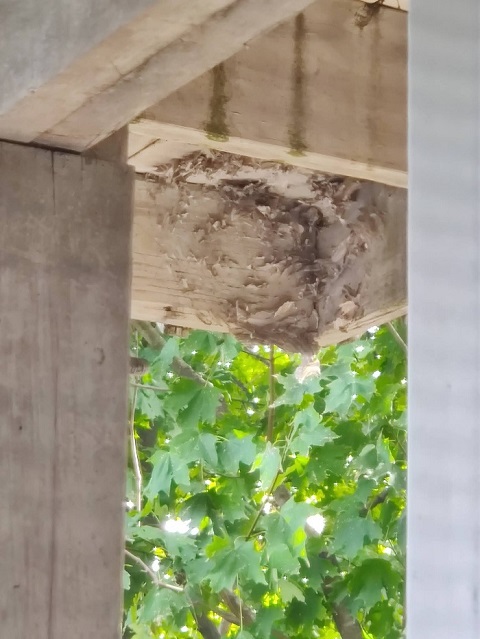 Image for Bug Runner Exterminating Co with ID of: 5891082