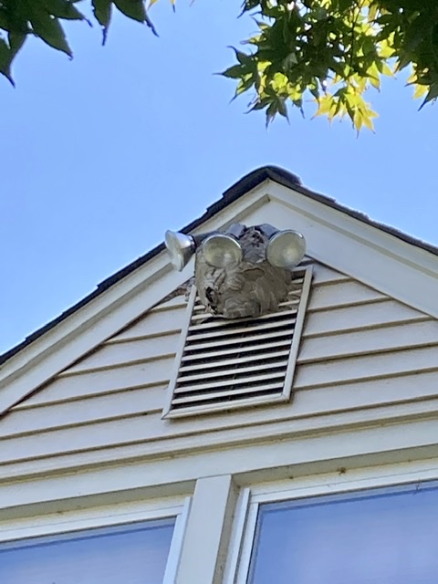 Image for Bug Runner Exterminating Co with ID of: 5891083