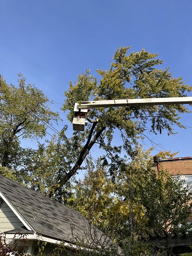 Image for Timberland Tree Services with ID of: 5893233