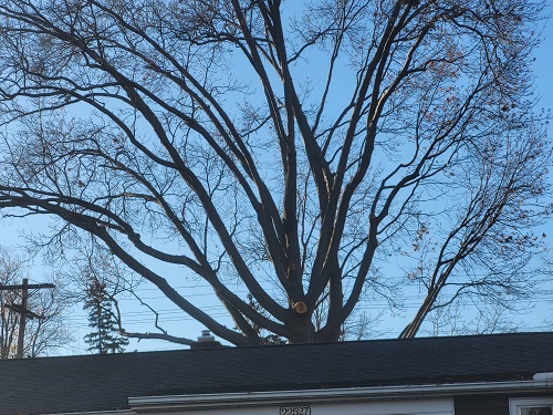 Image for Timberland Tree Services with ID of: 5893253
