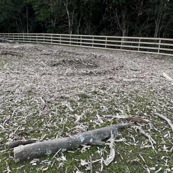 Image for ADCO Forestry with ID of: 5897655