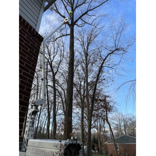 Image for ClearTree, LLC with ID of: 5905868