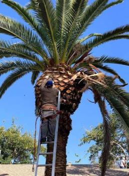 Image for A Cut Above Tree Service with ID of: 5914187