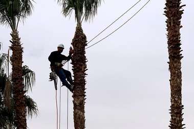 Image for A Cut Above Tree Service with ID of: 5914188