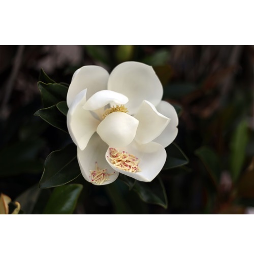 Image for Cynthia Burns Landscape Design with ID of: 5916867