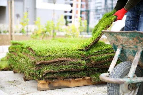 Image for Strath Ayr World Class Grass with ID of: 5921527