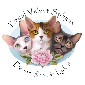 Image for werewolf kittens near me with ID of: 6590346