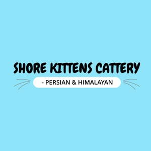 Image for silver shaded persian kittens with ID of: 6590902